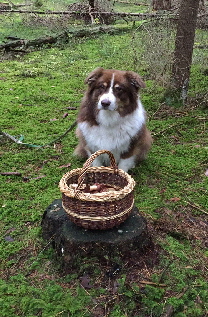 Mire und Buddy im Wald 2016